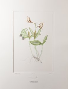 Cattleya forbesii (Orchidaceae) – 358. tábla, Banks