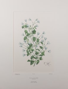 Clematis forsteri (Ranunculaceae) – 402. tábla, Banks