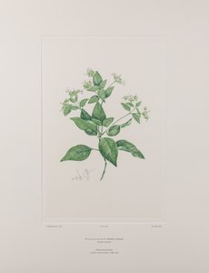 Dicliptera bracteata (Acanthaceae) – 636. tábla, Banks