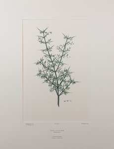 Discaria toumatou (Rhamnaceae) – 426. tábla, Banks