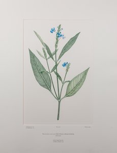 Eranthemum nervosa (Acanthaceae) - 378. tábla, Banks