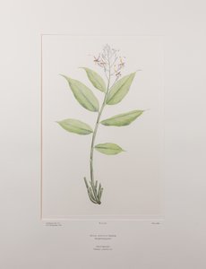 Globba marantina (Zingiberaceae) - 390. tábla, Banks
