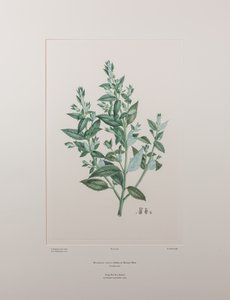 Haloragis erecta (Haloragidaceae) – 439. tábla, Banks
