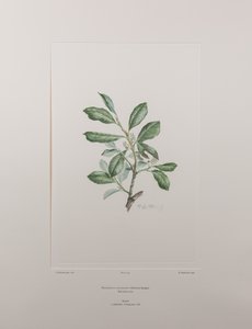 Heberdenia bahamensis (Myrsinaceae) - 395. tábla, Banks