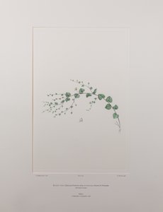 Kicksia spuria subsp. integrifolia (Scrophulariaceae) - 397. tábla, Banks