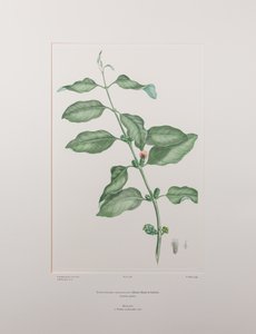 Lepeostegeres geminiflorus (Loranthaceae) - 386. tábla, Banks