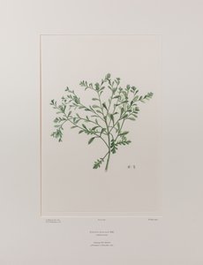Lepidium flexicaule (Cruciferae) - 409. tábla, Banks