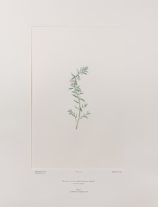 Lythrum junceum (Lythraceae) - 392. tábla, Banks