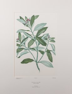 Pittosporum ralphii (Pittosporaceae) – 413. tábla, Banks