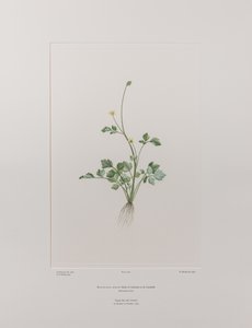 Ranunculus hirtus (Ranunculaceae) - 404. tábla, Banks