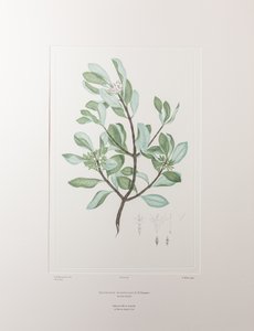 Schyphiphora hydrophyllacea (Rubiaceae) – 148. tábla, Banks