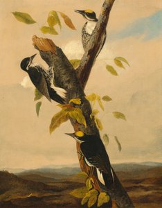 Feketehátú háromujjú harkály, 18311833.