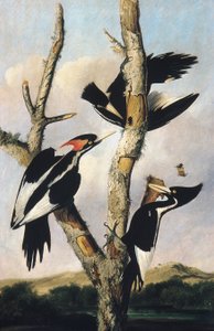 Elefántcsontcsőrű harkályok, 1830-31 körül