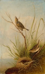 Élesfarkú pinty, 18311833.