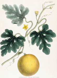 Colocynth, az "Illustrations of Medical Botany: A Materia Medica fontos cikkeit adó növények színes figuráiból áll". J.H. Colen, 1847 alkotó: Joseph Carson