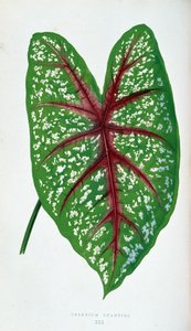 Chantini Caladium levél. Botanikai tábla „” színben Növények színes lombozattal.