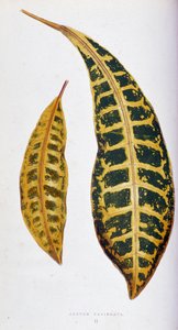 Croton levél variegata. Botanikai tábla „” színben Növények színes lombozattal. A kertek, üvegházak és lakások díszítésére használt legfigyelemreméltóbb fajok gyűjteménye, Edward Joseph Lowe és W. Howard, a Londoni Kertészeti Társaság tagjai. Tran