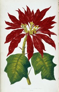 Poinsettia Pulcherrima virága és levelei. Botanikai tábla „” színben Növények színes lombozattal. A kertek, üvegházak és lakások díszítésére használt legfigyelemreméltóbb fajok gyűjteménye Edward Joseph Lowe és W. Howard, a London Hort tagjai