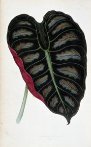 Az Alocasia metallica levele. Botanikai tábla „” színben Színes lombozatú növények. A kertek, üvegházak és lakások díszítésére használt legfigyelemreméltóbb fajok gyűjteménye, Edward Joseph Lowe és W. Howard, a Londoni Kertészeti Társaság tagjai.