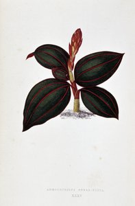 Az Anoectochilus Rubro Venia levele.