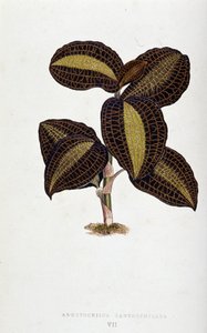 Az Anoectochilus Xantophyllus levele. Botanikai tábla „” színben Növények színes lombozattal.