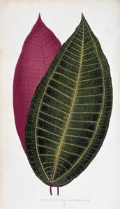 A Cyanophyllum Magnificum levele. Botanikai tábla „” színben Növények színes lombozattal.