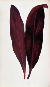 A Dracaena ferrea levele „” színben színes lombozatú növények. A kertek, üvegházak és lakások díszítésére használt legfigyelemreméltóbb fajok gyűjteménye, Edward Joseph Lowe és W. Howard, a Londoni Kertészeti Társaság tagjai. Eng