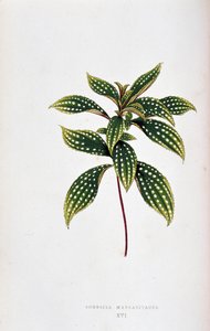 A Sonerila margaritacea levele. Botanikai tábla „” színben Növények színes lombozattal. A kertek, üvegházak és lakások díszítésére használt legfigyelemreméltóbb fajok gyűjteménye Edward Joseph Lowe és W. Howard, a London Horticulture Socie tagjai