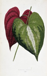 Yam levelek 2 színben (Dioscorea discolor). Botanikai tábla „” színben Növények színes lombozattal. A kertek, üvegházak és lakások díszítésére használt legfigyelemreméltóbb fajok gyűjteménye, Edward Joseph Lowe és W. Howard, a London Hort tagjai