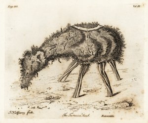 A tatári növényi bárány. alkotó: Joseph Halfpenny