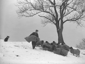 Gazda egy zsák szénát hordoz a juhnyáj etetésére alkotó: Joseph Hardman