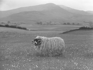 Díjnyertes Rough Fell juhok