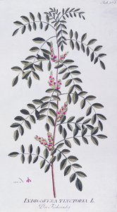 Igazi indigó (Indigofera tinctoria) Joseph Jacob von Plenck (1735-1807) által, a bécsi Icones plantarum medicinalium című műből.