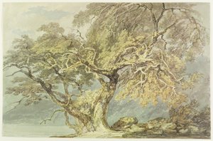 Egy nagy fa, 1796 körül (wc grafit fölött, papíron) alkotó: Joseph Mallord William Turner