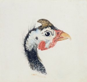 Gyöngytyúk, a Farnley madarak könyvéből, 1816 körül alkotó: Joseph Mallord William Turner