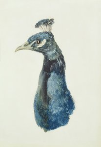 Páva, a Farnley madarak könyvéből, 1816 körül (ceruza és akvarell papíron) alkotó: Joseph Mallord William Turner