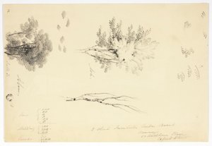 Vázlatok szil- és kőrisfákról alkotó: Joseph Mallord William Turner