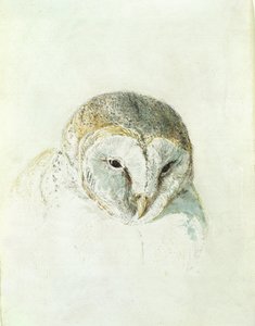 Fehér gyöngybagoly, a Farnley madarak könyvéből, 1816 körül (ceruza és akvarell papíron) alkotó: Joseph Mallord William Turner