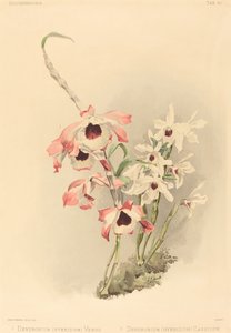 Dendrobium Hybridium Venus és Dendrobium Hybridium Cassiope.