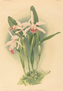 Laelia Elegans Schilleriana