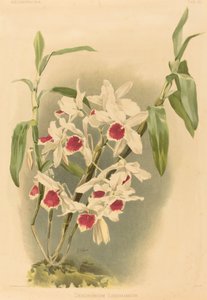 Dendrobium Leechianum alkotó: Joseph Mansell after Henry George Moon