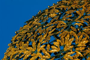 A bécsi szecesszió kupolája (Sezessionsstil vagy Wiener Secession) (fotó)