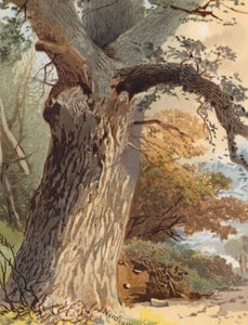 Elm-Trunk (színes litográfia)