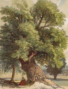 Old Chestnut (színes litográfia)