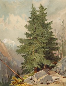 The Larch, alpesi jelenet (színes litográfia)