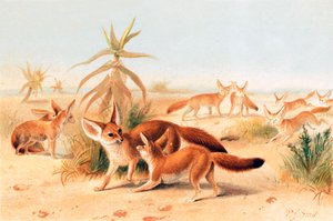 Afrikai fennecs