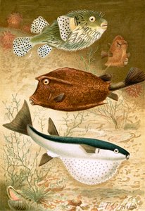 Globe fish és Coffer fish