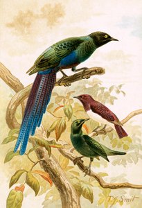 Fényes Starlings