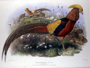 Thaumalea picta (arany fácán) M. & N. Hanhart metszete alkotó: Joseph and Smit J. Wolf