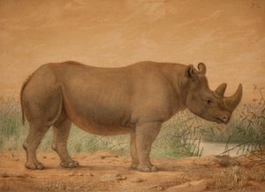 afrikai orrszarvú alkotó: Joseph Wolf